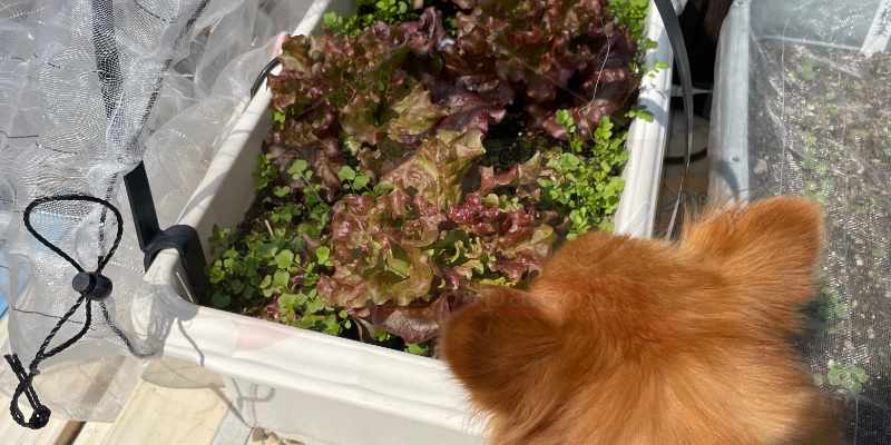 【サニーレタス】古い種は発芽しない!? 春のプランター栽培は苗の定植からリベンジスタート 緑色の部分が増えてきた春のサニーレタス