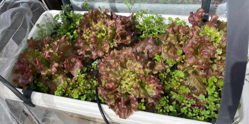 収穫前のサニーレタス。緑の葉がたくさん出てきているところ