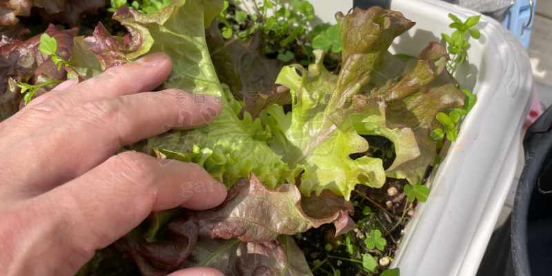 サニーレタスの一番外側にある葉