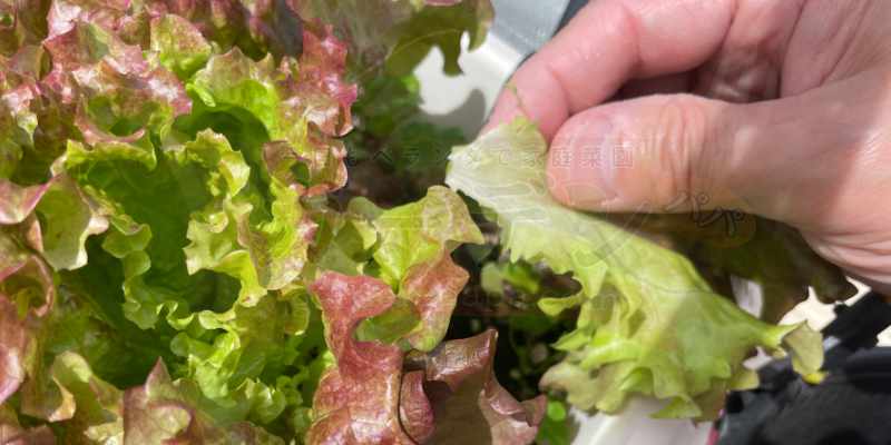 サニーレタスの葉を手で摘んでいる様子