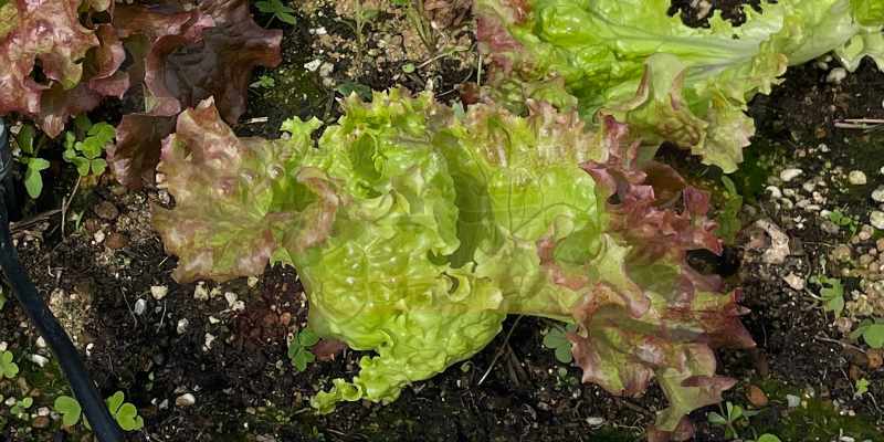 かきとり収穫後のサニーレタス