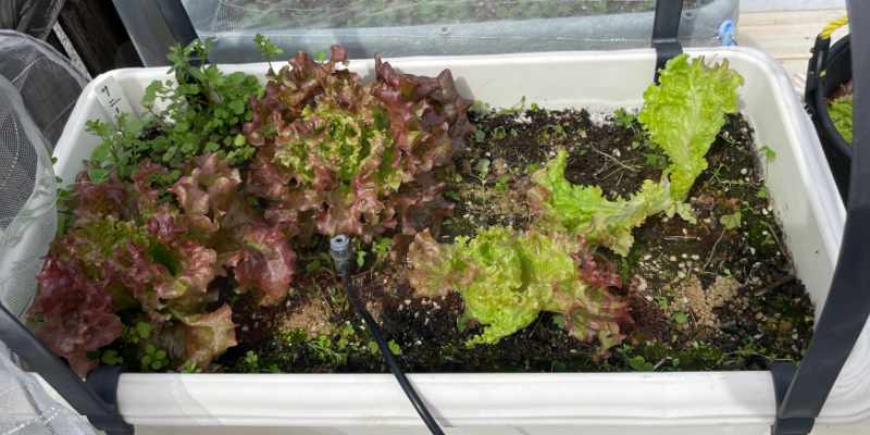 かきとり収穫をしたサニーレタスと収穫前のサニーレタスが並んでいるところ