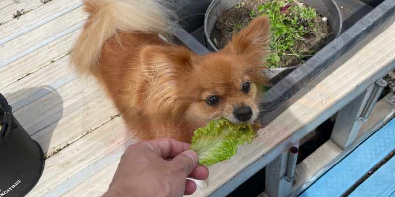 収穫したばかりのサニーレタスを食べている我が家の愛犬