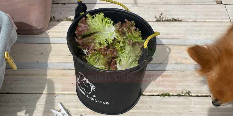 バケツ一杯に収穫できたサニーレタス