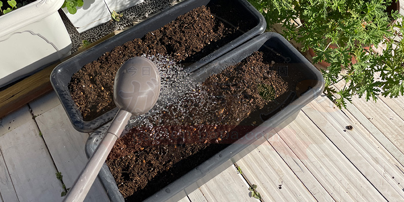 サニーレタスの種をまく前にじょうろで土を湿らせている様子