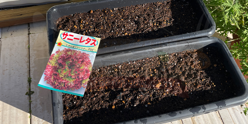 サニーレタスの種は去年の残ったものを使用。発芽するかな。