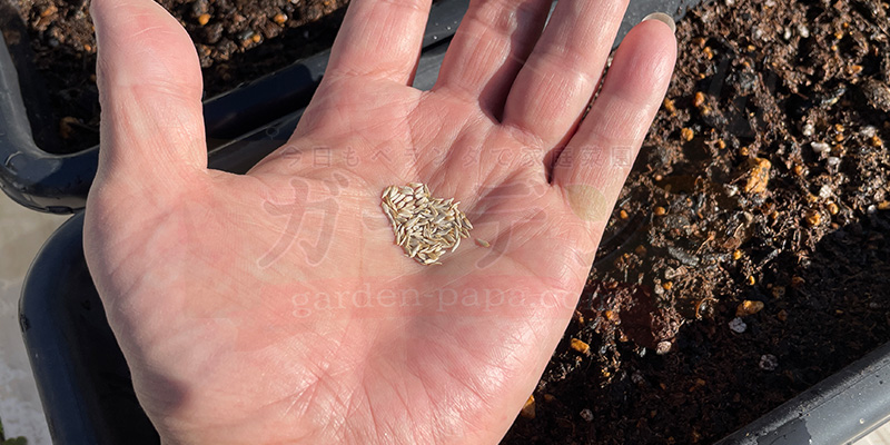 手に取ったサニーレタスの種