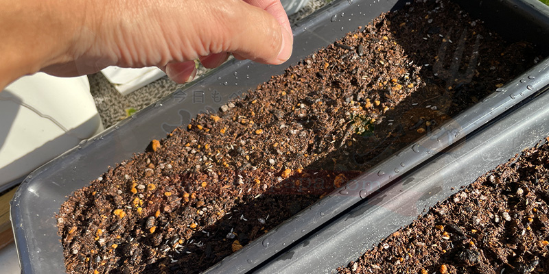 サニーレタスの種をプランター全体にバラまきをしている様子。