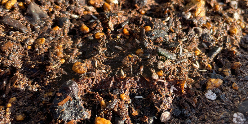 サニーレタスの種をまき終えた状態