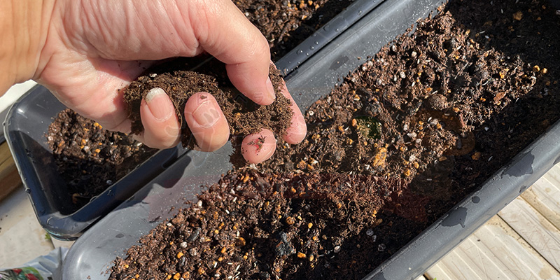 種の上に土を軽くかぶせている様子