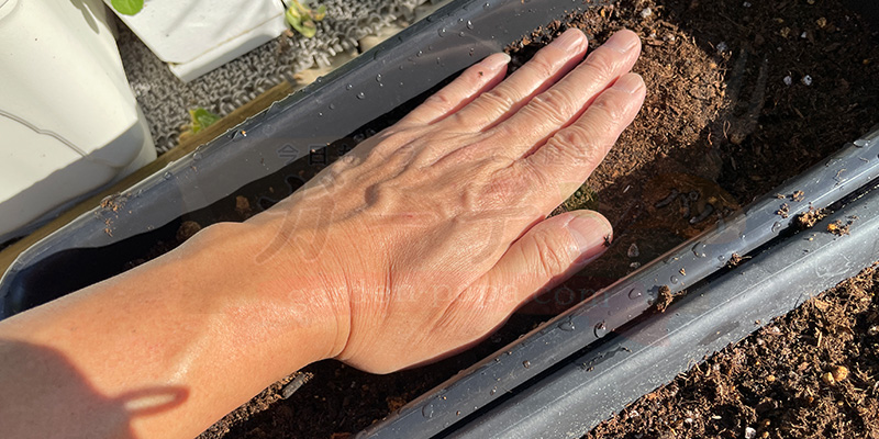 かぶせた土を軽く手で押さえている様子