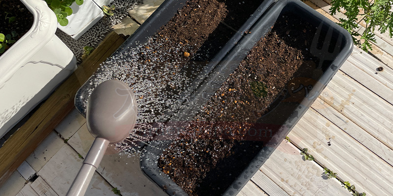 種まき後にじょうろでたっぷりと水を与えている様子