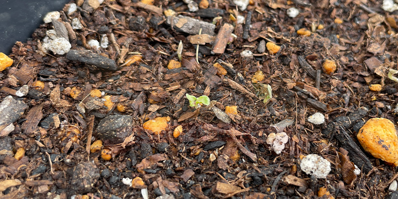 サニーレタスの種をまいてから１０日目の様子。ようやく発芽しました。