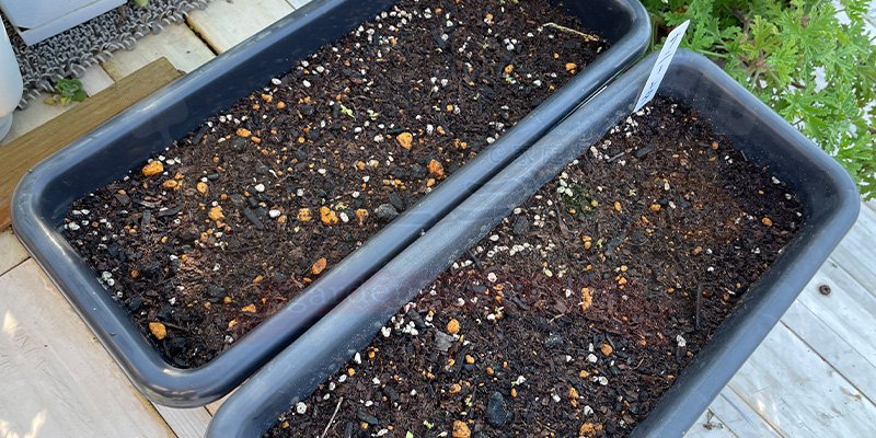 サニーレタスが発芽した時の全体写真