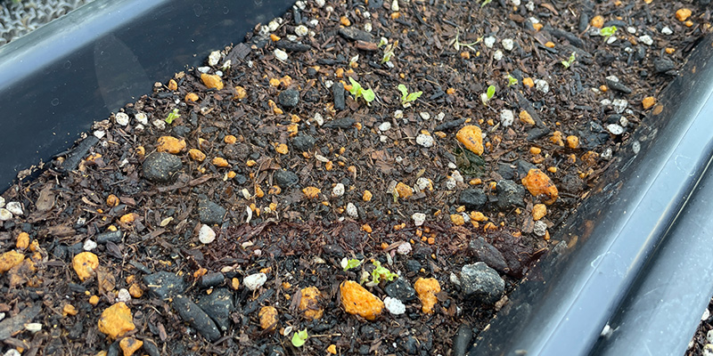 種まきから２週間後の様子。まだまだ小さいです。