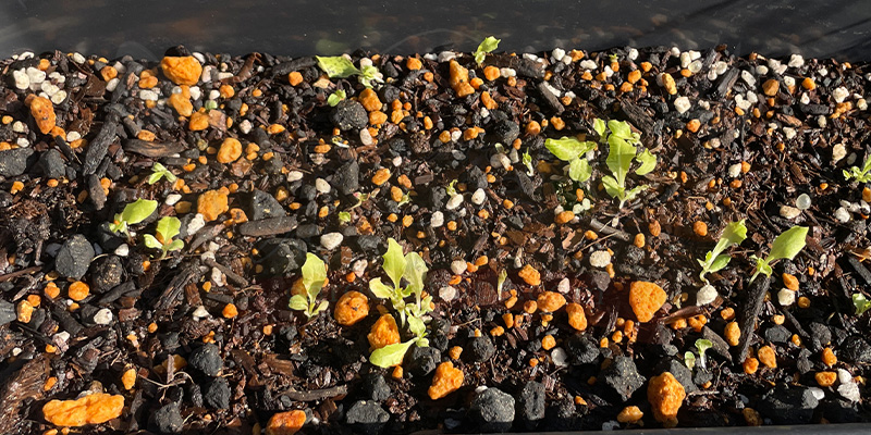 さらに１日が経過した様子。