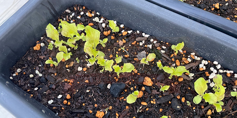 たくさん発芽してきている様子。