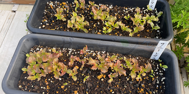 サニーレタスっぽく色づいてきた様子