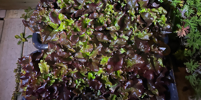 サニーレタスが密集して生えている様子