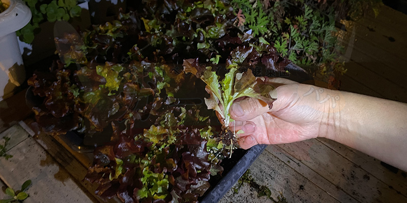 十分サラダにして食べられそうなサイズになったサニーレタス