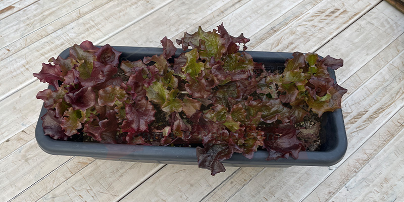 順調に育っているサニーレタスの様子