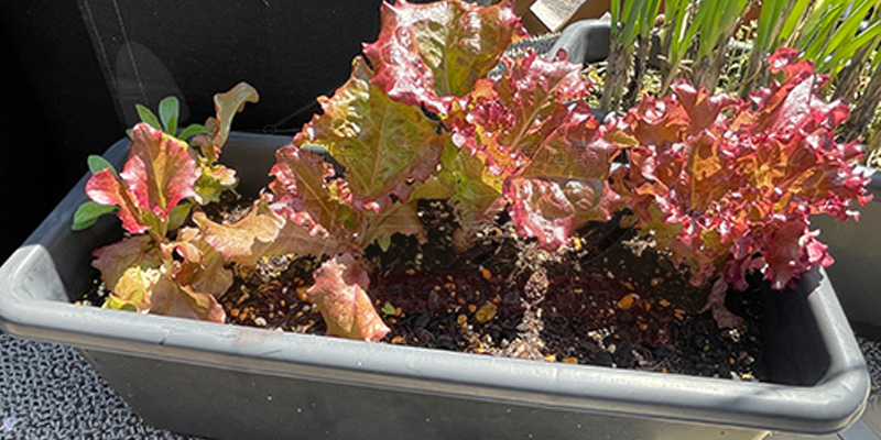 間引き続けて数が少なくなったサニーレタスの様子。株間が広くなり１枚１枚が大きくなった