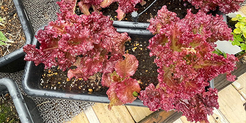 株数が減った分、１株の葉の大きさが大きくなったサニーレタス