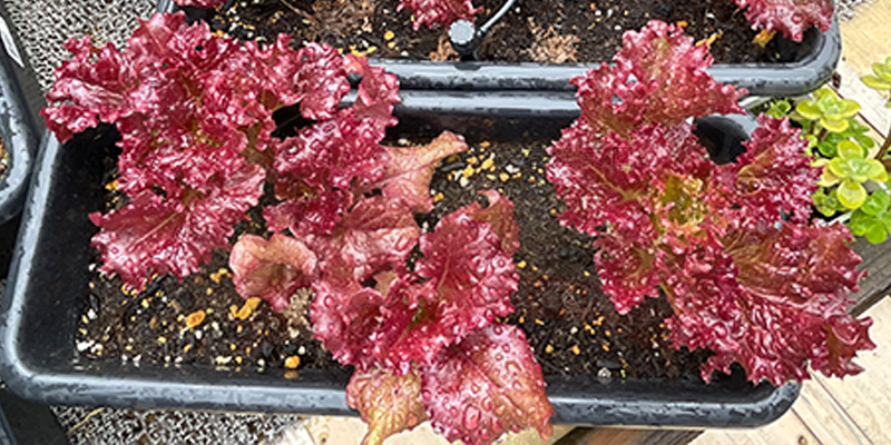 ゴールデンウィークでもまだまだ収穫ができるサニーレタス