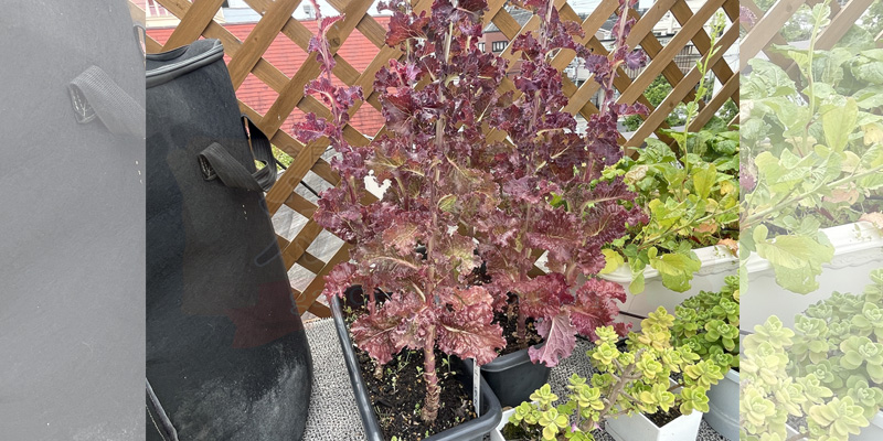 初夏には上にグングンと伸びてくるサニーレタス