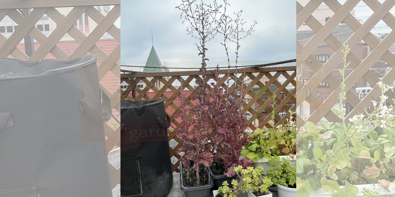 上に伸びきったサニーレタスの塔