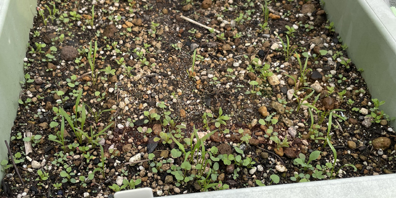 時無し五寸人参の種をまいて約１週間ほどで発芽が確認できました。