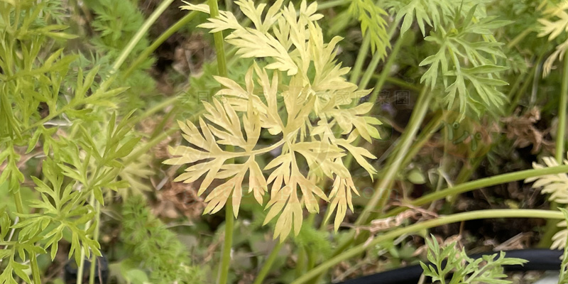 一部の株で葉が黄色く変色してきている様子