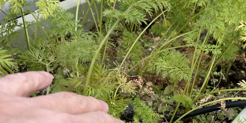 しっかりと緑色の葉が生えてきている様子