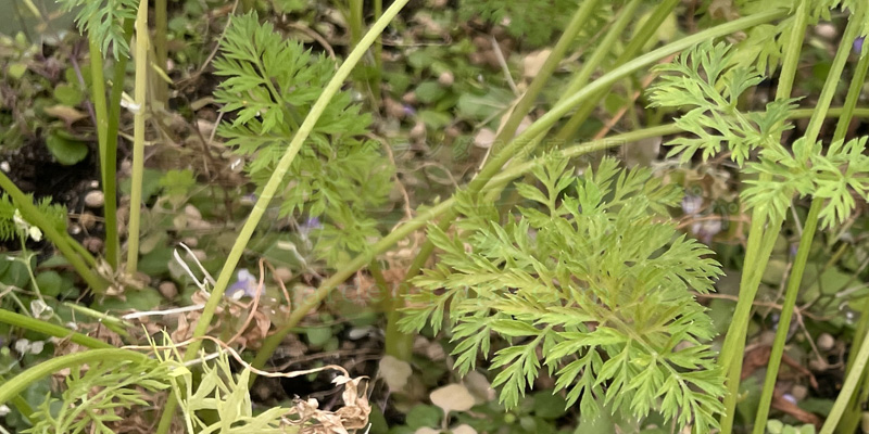 緑色の新しい葉が出てきている様子