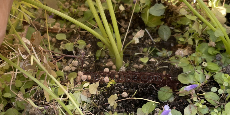 収穫できそうな感じの株を見つけたので引っこ抜いてみることに