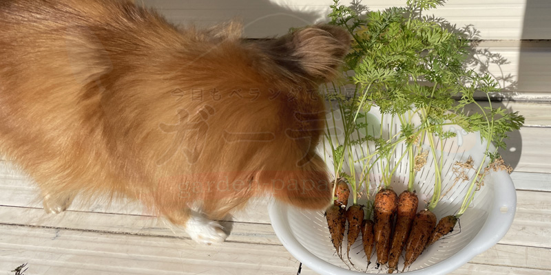 収穫したばかりのニンジンを食べたそうに眺めている我が家の愛犬