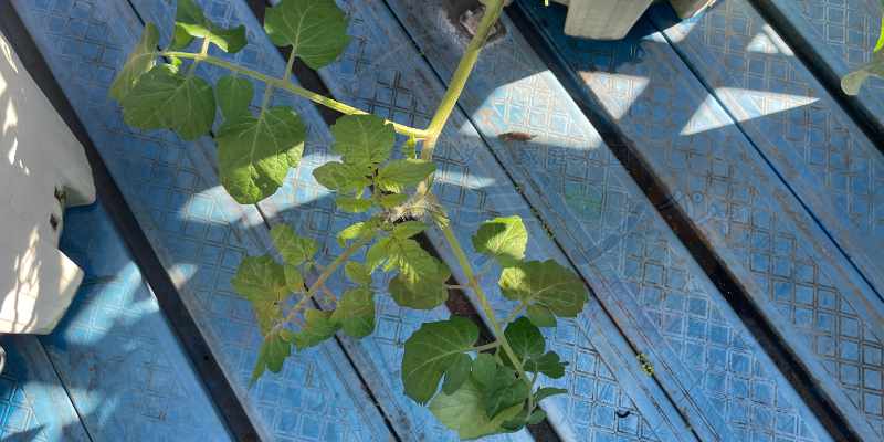 0円でトマトを量産!脇芽を土に挿すだけの「無限トマト」栽培記録 脇芽がしっかりと伸びたトマトの株