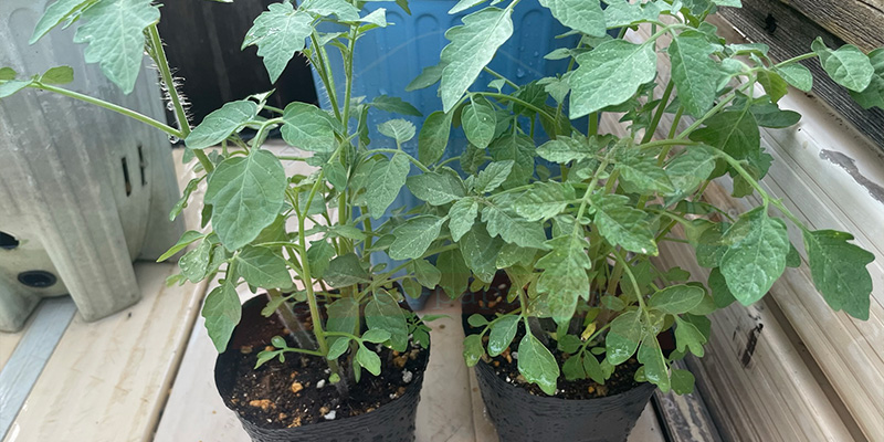 0円でトマトを量産!脇芽を土に挿すだけの「無限トマト」栽培記録 カットしたトマトの脇芽をポットに何本か挿している様子