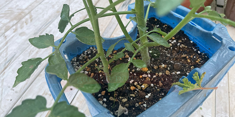 0円でトマトを量産!脇芽を土に挿すだけの「無限トマト」栽培記録 根が張った元トマトの脇芽がトマトの苗に大変身