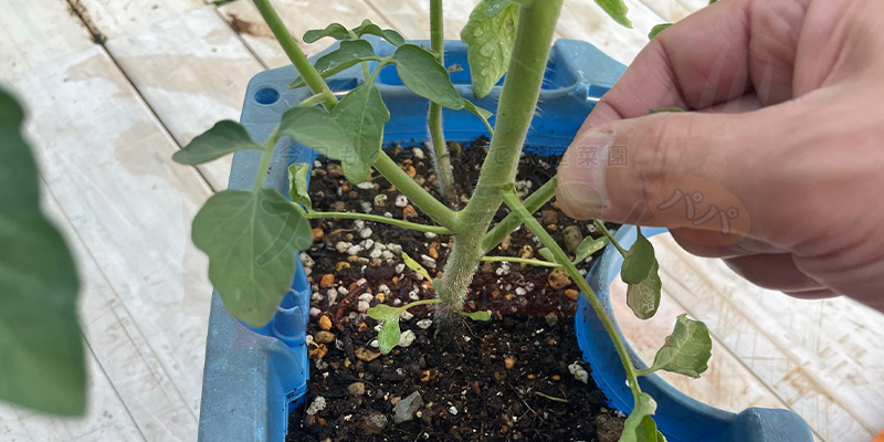 0円でトマトを量産!脇芽を土に挿すだけの「無限トマト」栽培記録 脇芽が出てきたので指尾でつまんでカットしている様子