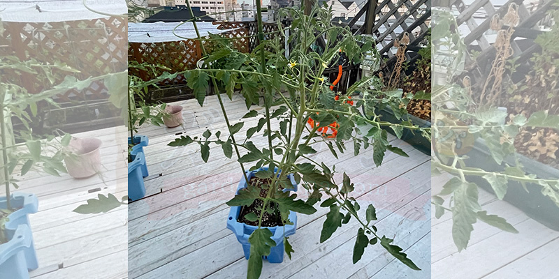 0円でトマトを量産!脇芽を土に挿すだけの「無限トマト」栽培記録 脇芽の再利用から大きく成長したトマト