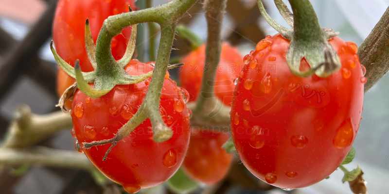0円でトマトを量産!脇芽を土に挿すだけの「無限トマト」栽培記録 赤く熟したトマトの実