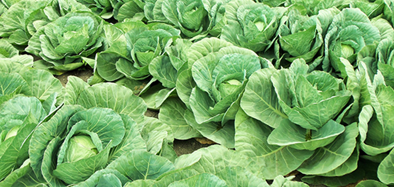 4月に植えるおすすめ野菜9選【プランター家庭菜園・初心者向け】 春キャベツの写真