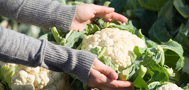 【家庭菜園初心者向け】1月に植えるおすすめ野菜5選|プランター栽培OK カリフラワーの写真