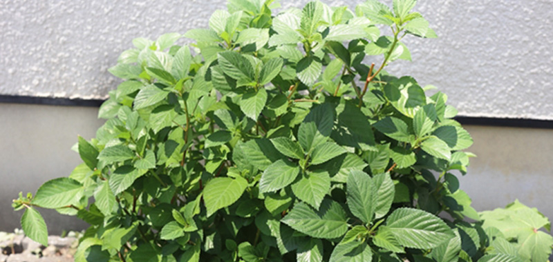 6月に植えるおすすめ野菜|梅雨時期でも育てやすい家庭菜園向け5選 モロヘイヤの写真