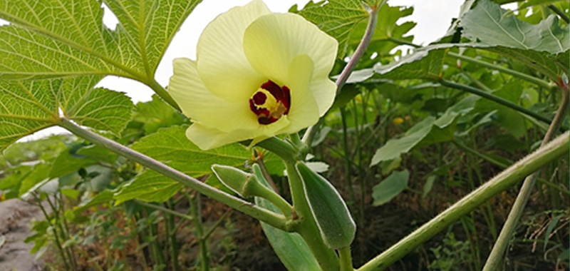 6月に植えるおすすめ野菜|梅雨時期でも育てやすい家庭菜園向け5選 花が咲いているオクラの写真