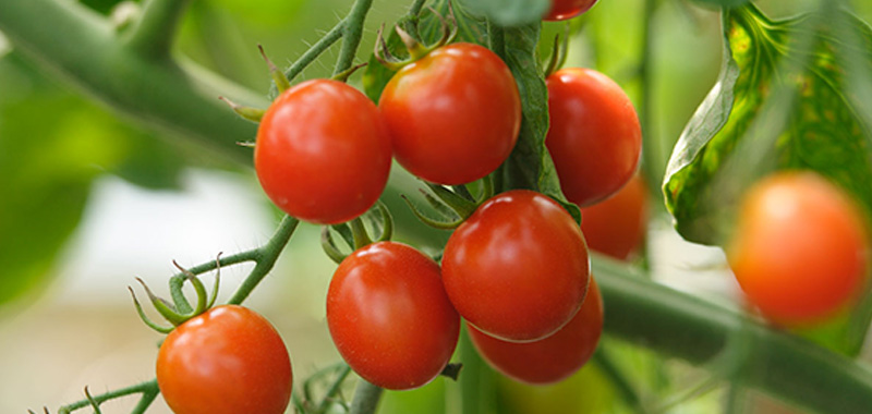 4月に植えるおすすめ野菜9選【プランター家庭菜園・初心者向け】 ミニトマトの写真