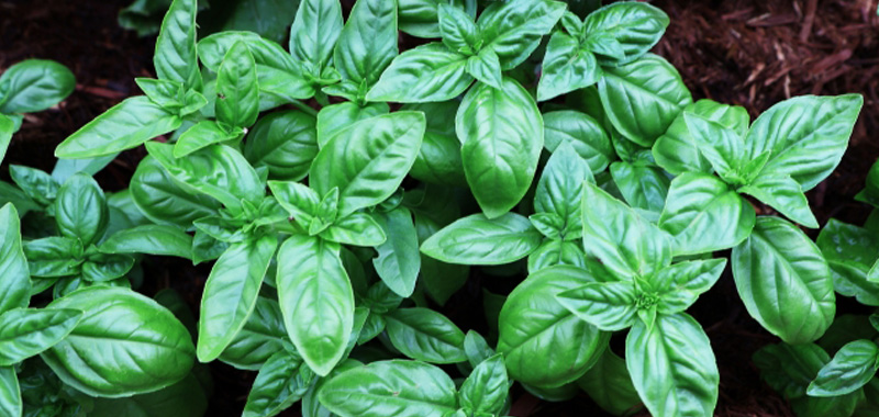 6月に植えるおすすめ野菜|梅雨時期でも育てやすい家庭菜園向け5選 バジルの写真