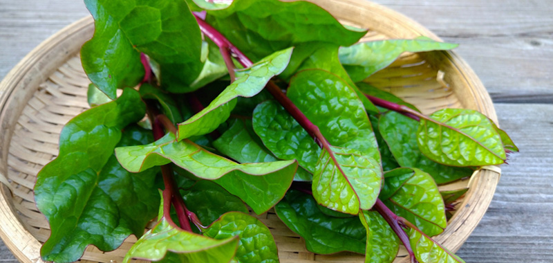 6月に植えるおすすめ野菜|梅雨時期でも育てやすい家庭菜園向け5選 ツルムラサキの写真