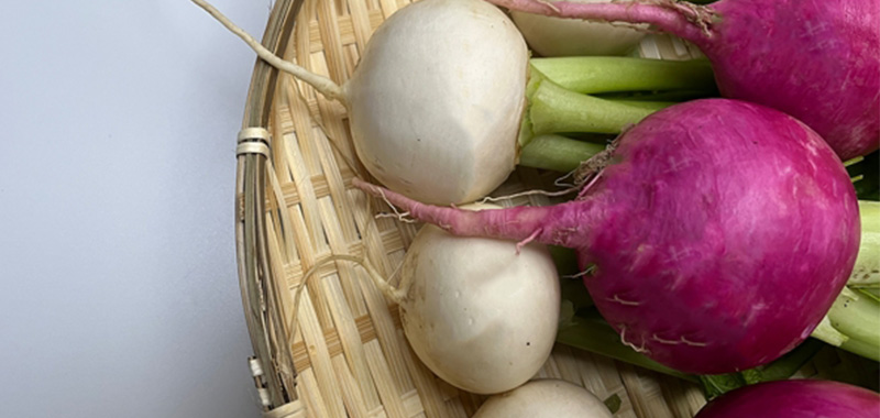 カブ・はつか大根の写真